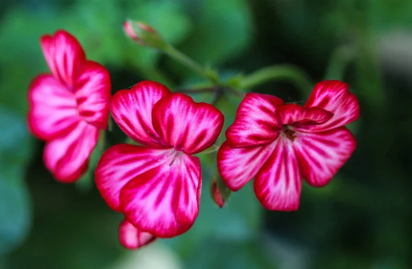Vista Cerca Hermosas Flores Flor — Foto de Stock