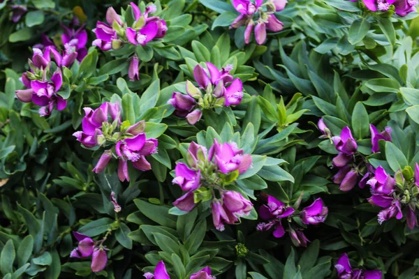 Vista Cerca Hermosas Flores Flor —  Fotos de Stock