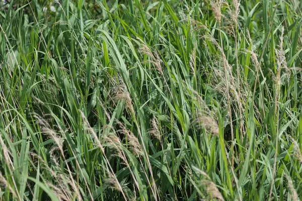 Common Reed Phragmites Australis Ditch — Stock Photo, Image