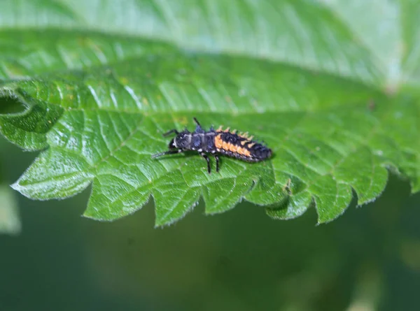 Harmonia Axyridis Ladybug Larvae Широко Відома Гарлекін Багатобарвний Азійський Або — стокове фото