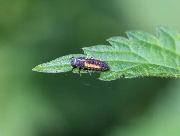 Harmonia Axyridis Ladybug Larvae Yang Paling Dikenal Sebagai Harlequin Multicolored — Stok Foto
