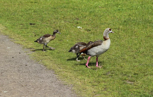 Couple Egyptian Goose Alopochen Aegyptiaca Young Chicks Eating Grass — Stock Photo, Image