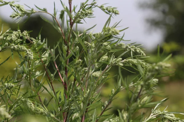 Artemisia Vulgaris También Conocida Como Lombriz Común Ajenjo Ribera Hierba —  Fotos de Stock