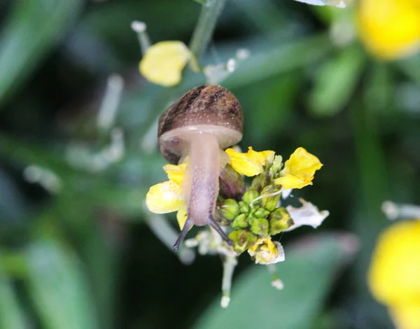 Escargot Des Bois Escargot Lèvres Brunes Cepaea Nemoralis Dans Jardin — Photo