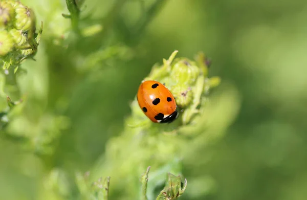Detail View Seven Spots Ladybird Most Common Ladybug Europe — Stock Photo, Image