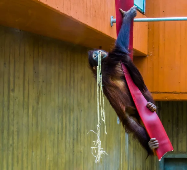Bornean Orangutan Climbing Rope Typical Animal Behaviors Critically Endangered Animal — Stock Photo, Image
