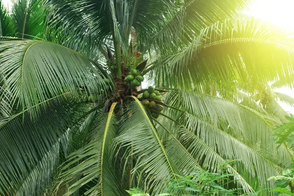 Coconut Plantations Close — Stock Photo, Image