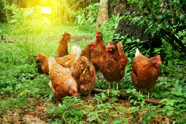 Egg Laying Hens Garden — Stock Photo, Image
