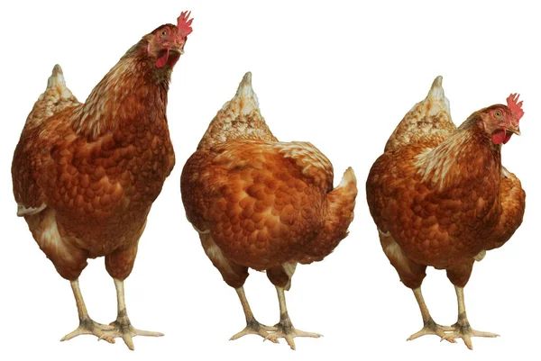 Egg Laying Hens White Background — Stock Photo, Image