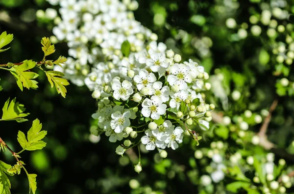 Flor Branca Espinheiro Parte Central Terra Espinheiro Inglês Crataegus Laevigata — Fotografia de Stock