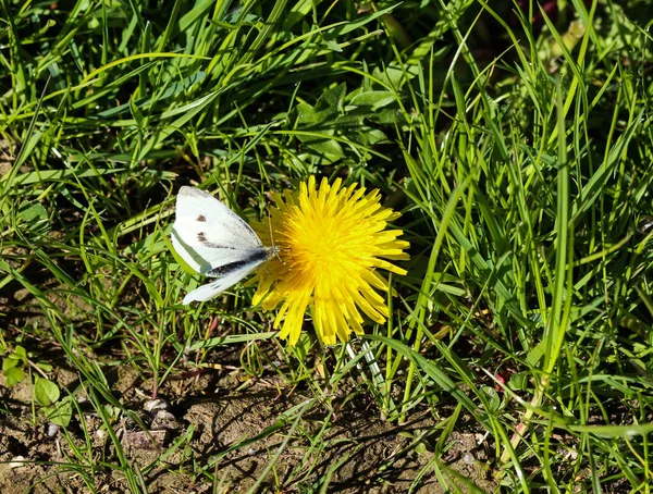 Küçük Beyaz Kelebek Pieris Rapae Karahindiba Üzerinde — Stok fotoğraf