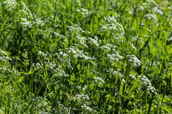 Cow Parsley Wild Chervil Anthriscus Sylvestris Blooming Spring — Stock Photo, Image