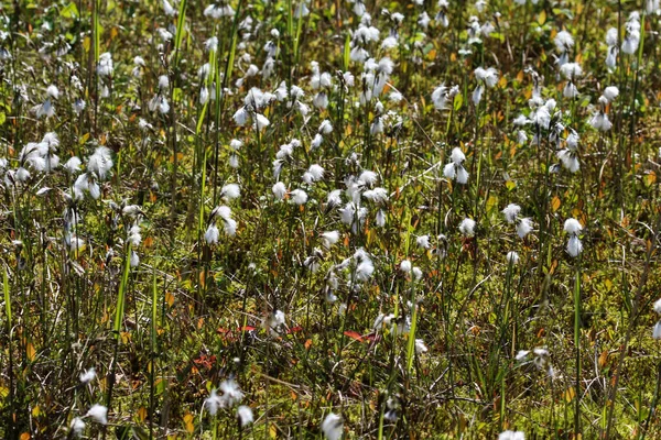 Capim Algodão Eriophorum Vaginatum Cauda Lebre Zonas Húmidas Florescendo Primavera — Fotografia de Stock