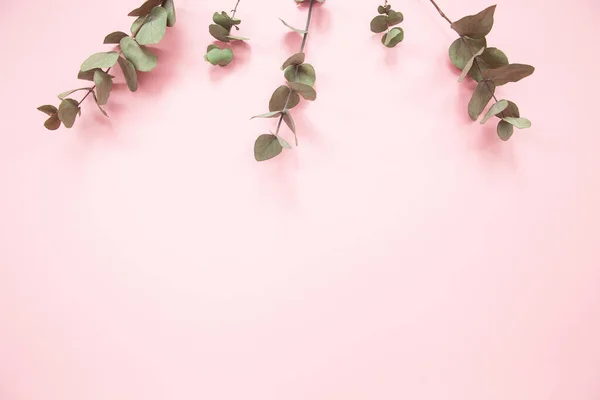 Eukalyptuszweige Auf Tausendjährigem Rosa Hintergrund Mit Kopierraum — Stockfoto