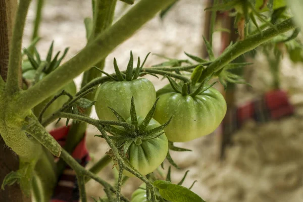 Tomat Hijau Tumbuh Menutup — Stok Foto