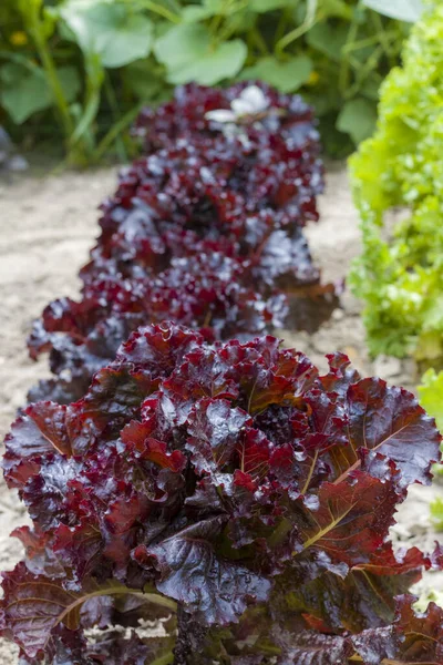 Salat Merlot Burpie Wächst — Stockfoto