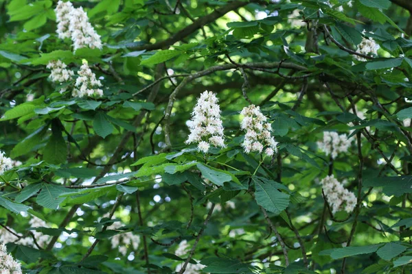 Horse Chestnutor Conker Tree Esculus Hippocastanum Blooming Spring — Stock Photo, Image