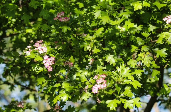 Flores Rosa Espinheiro Parte Central Terra Espinheiro Inglês Crataegus Laevigata — Fotografia de Stock