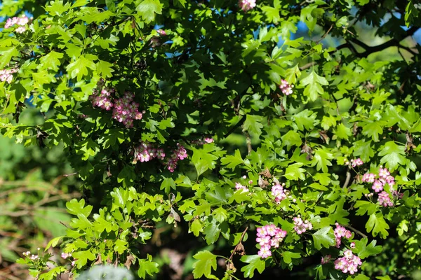 Ρόδινα Λουλούδια Από Αγκάθια Της Ενδοχώρας Αγγλικό Αγκάθι Crataegus Laevigata — Φωτογραφία Αρχείου