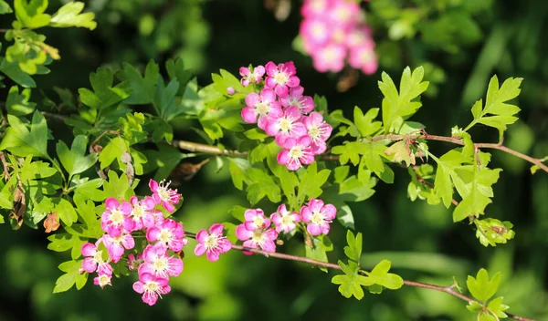 Rosa Blommor Mellersta Hagtorn Engelsk Hagtorn Crataegus Laevigata Blommar Våren — Stockfoto