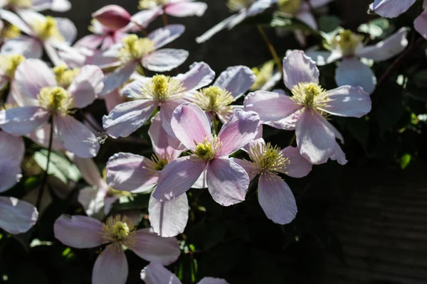 Flor Del Himalaya Clematis Clematis Montana Floreciendo Jardín — Foto de Stock