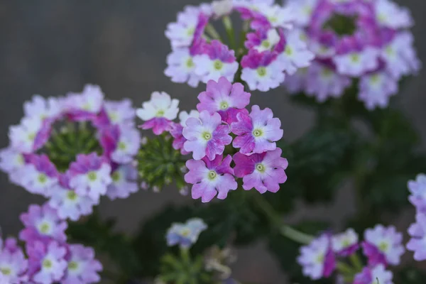 Verbena Fleurs Violettes Méchantes Coeur Mer Verveine Jardin — Photo