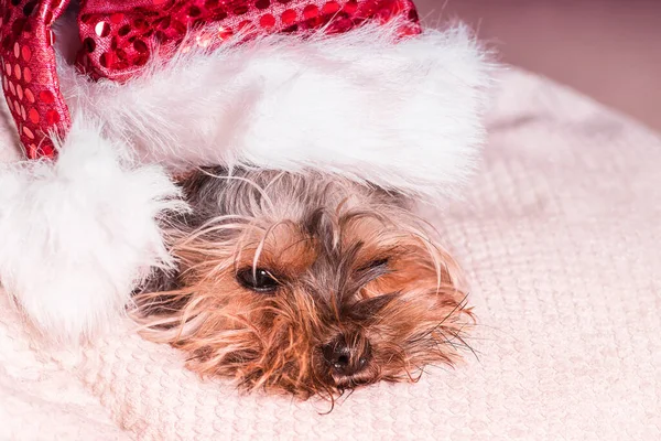 有趣的狗在新年 一只戴着新年帽子的小狗躺在白色的枕头上 — 图库照片