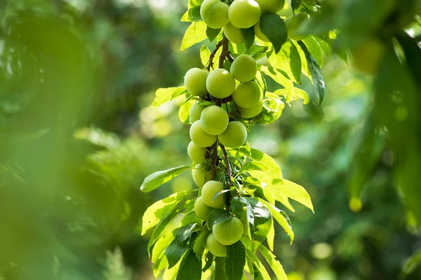 Kirschpflaume Einem Zweig Garten Grüne Kirschpflaume Aus Nächster Nähe Obstgarten — Stockfoto
