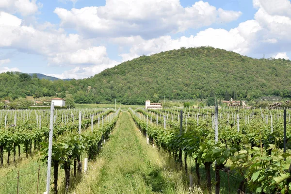 Земли Виноградники Франчакорты Италия — стоковое фото