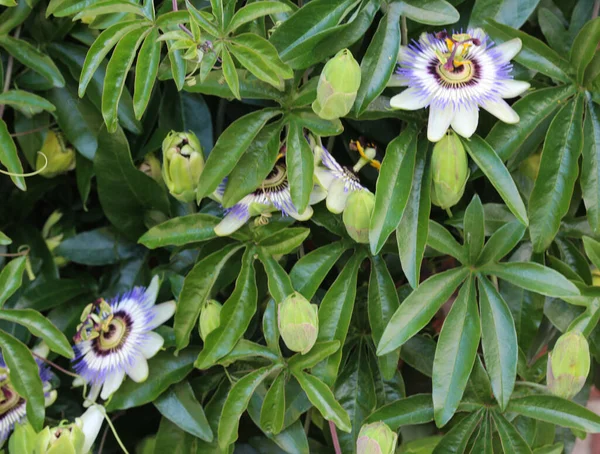 Passiflora Caerulea Modrá Mučenka Mučenka Nebo Obyčejná Mučenka Kvetoucí Zahradě — Stock fotografie