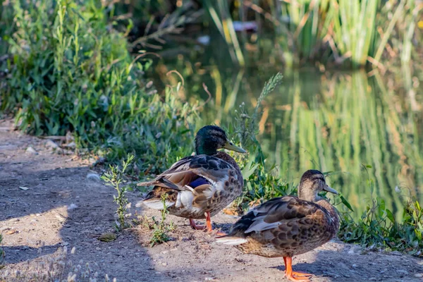 Ducks Natural Habitat Animal Wildlife — Stock Photo, Image