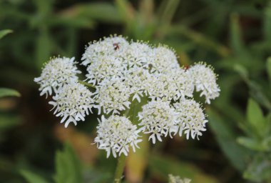 Herakleum sphondylium, yaygın olarak yaban domuzu, yabani ot ya da inek havucu olarak bilinir.