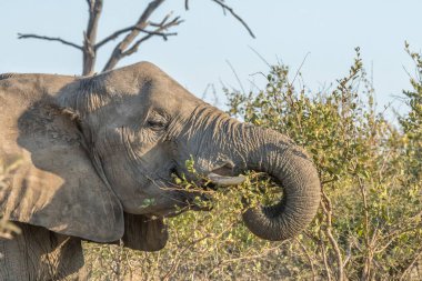 Yapraklarda gezinen afrika filinin yakın çekim