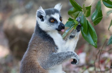 Güzel lemur ailesi hayvanat bahçesinde yakın plan çekilir.