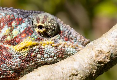 Panter bukalemun (Furcifer pardalis)