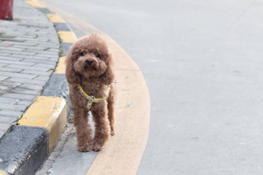 Köpek çiftleşmesi Golden Retriever