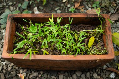 Çin Suyu Konvülküsü, Su Konvülküsü, Bataklık Sabah Şanı, Çiçek saksısında Sabah Şanı