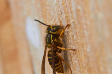 Doğada küçük bir böcek. Görüntüyü kapat 