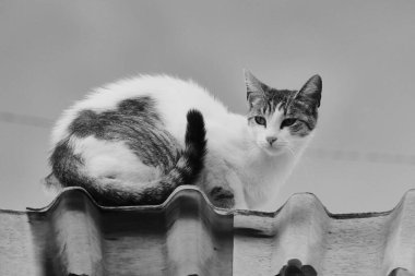 Güzel bir kedi manzarası.