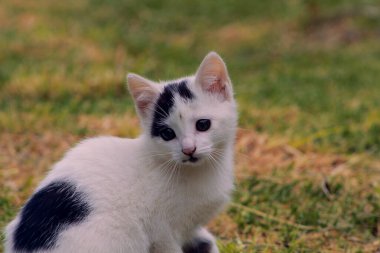 Güzel, küçük kedi manzarası.