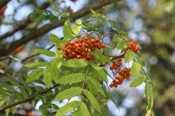 Wild Berries Hanging Tree Sorbus Aucuparia — Stock Photo, Image