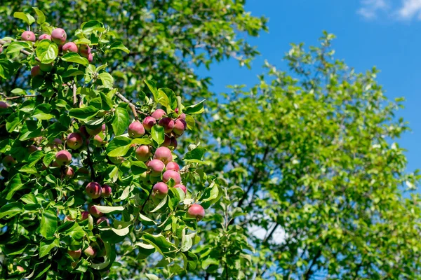 Ramos Árvore Com Folhas Maçãs Frutas Jardim — Fotografia de Stock