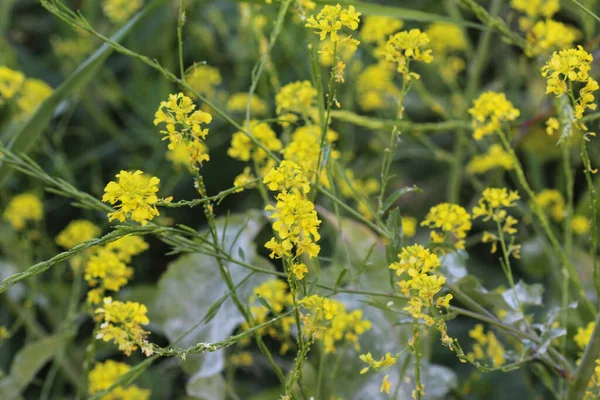 Brassica Nigra Black Mustard Blooming Spring — Stock Photo, Image