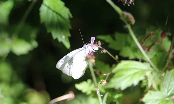 Pieris Rapae Der Kleine Weiße Schmetterling Oder Kleine Kohlweißling Sitzt — Stockfoto