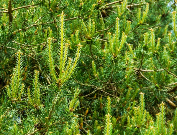 小さな松ぼっくり 人気の常緑樹 自然の背景を持つ針葉樹のクローズアップ — ストック写真