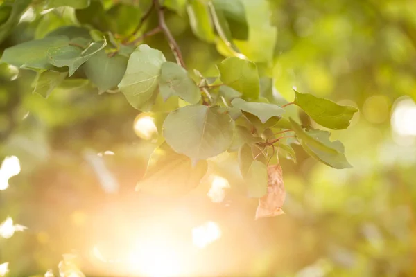 Branch Apricot Tree View Branch Apricot Tree Golden Hour — Stock Photo, Image