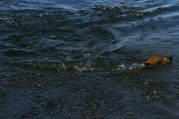 Suda Küçük Ağızlı Levrek — Stok fotoğraf