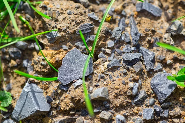 Steine Und Grüne Grasblätter Auf Dem Boden — Stockfoto