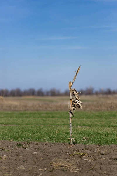 荒沙的玉米树在田野上 冥想和孤独的概念 — 图库照片