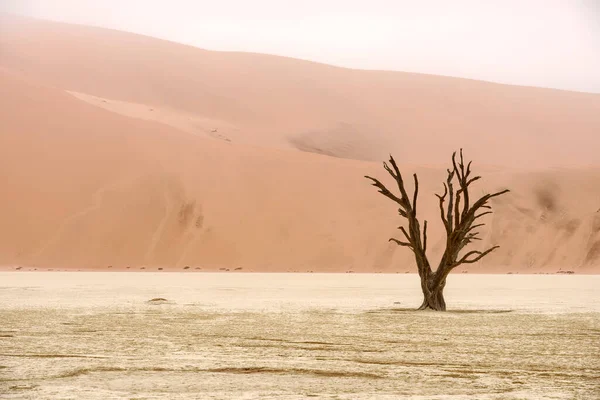 デッドブレイの枯れ木 ナミブ ナウクルフト国立公園 ナミビア — ストック写真